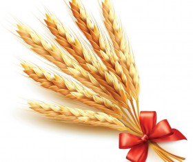 Golden wheat with red ribbon vector background 02