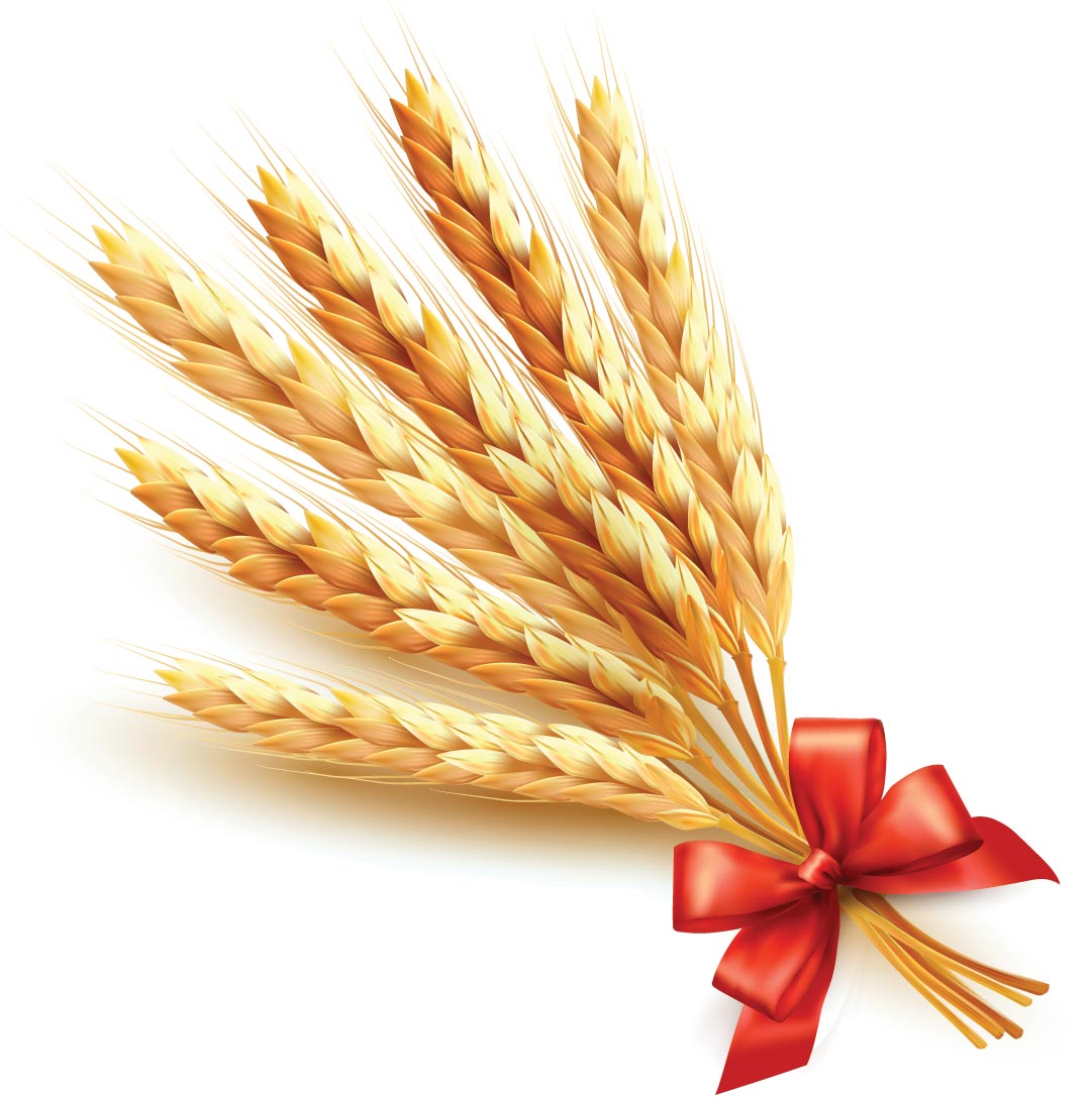 Golden wheat with red ribbon vector background 02