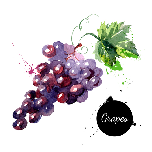 Grapes watercolor drawn vector