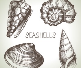 Set of seashell hand drawn vectors material 01