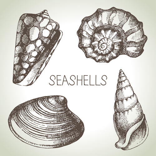 Set of seashell hand drawn vectors material 01