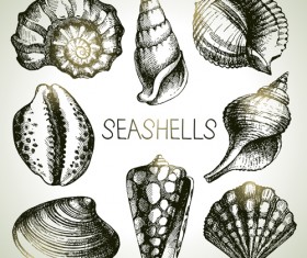 Set of seashell hand drawn vectors material 11