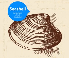 Set of seashell hand drawn vectors material 12
