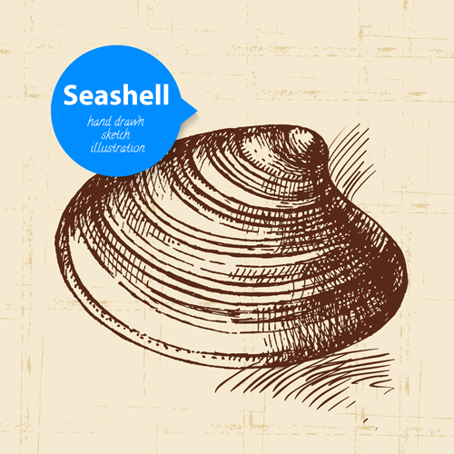 Set of seashell hand drawn vectors material 12