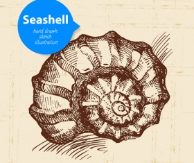 Set of seashell hand drawn vectors material 13