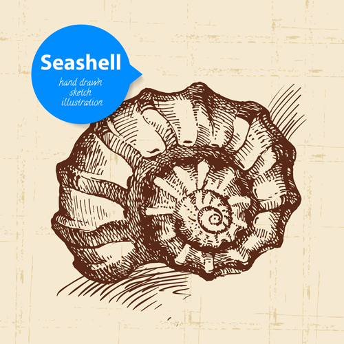 Set of seashell hand drawn vectors material 13