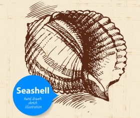 Set of seashell hand drawn vectors material 14