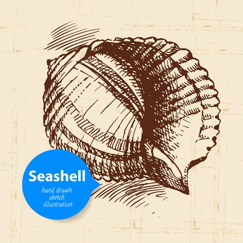 Set of seashell hand drawn vectors material 14