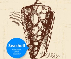 Set of seashell hand drawn vectors material 15