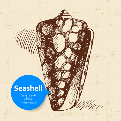 Set of seashell hand drawn vectors material 15