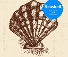 Set of seashell hand drawn vectors material 16