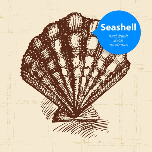 Set of seashell hand drawn vectors material 16