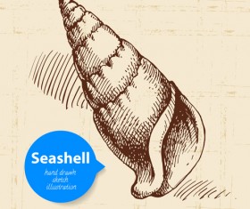 Set of seashell hand drawn vectors material 17
