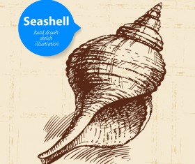 Set of seashell hand drawn vectors material 18