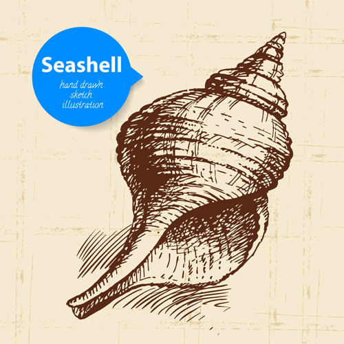 Set of seashell hand drawn vectors material 18