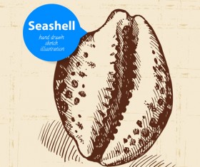 Set of seashell hand drawn vectors material 19