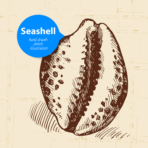 Set of seashell hand drawn vectors material 19