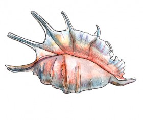 Set of seashell hand drawn vectors material 24