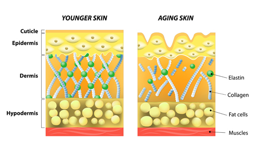 Skin structure diagram vectors material 01