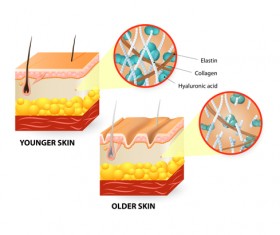 Skin structure diagram vectors material 05 - Vector Other free download