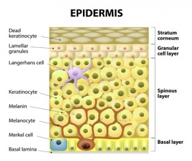 Skin structure diagram vectors material 04