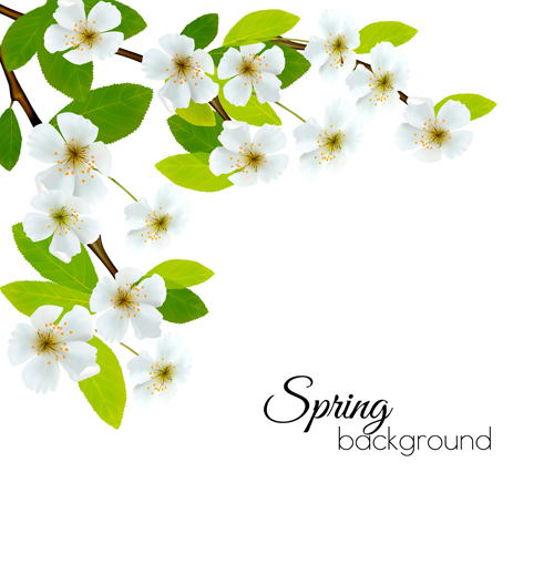 Spring background with white flowers vector