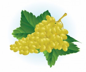 Vector Juicy grapes design graphic set 01