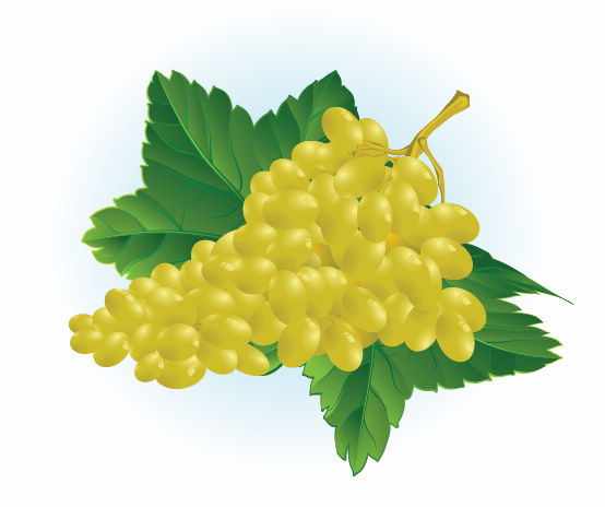 Vector Juicy grapes design graphic set 01