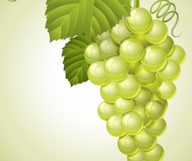 Vector Juicy grapes design graphic set 02