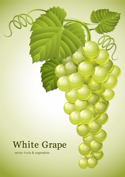 Vector Juicy grapes design graphic set 02