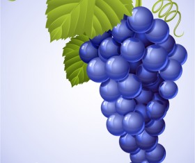 Vector Juicy grapes design graphic set 03