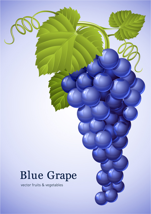 Vector Juicy grapes design graphic set 03