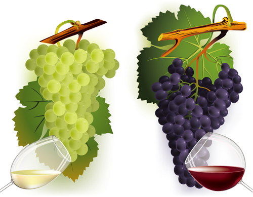Vector Juicy grapes design graphic set 04