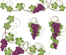 Vector Juicy grapes design graphic set 07