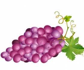 Vector Juicy grapes design graphic set 08