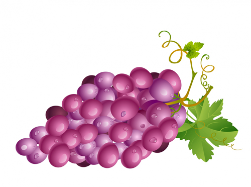 Vector Juicy grapes design graphic set 08