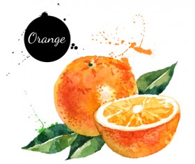 Watercolor ornage drawn vector