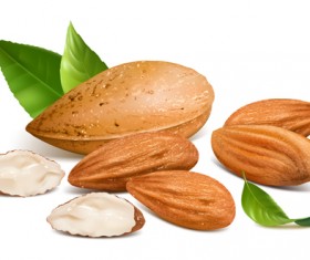 Big almonds vector graphics