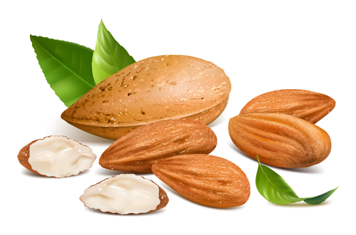Big almonds vector graphics