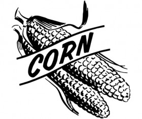 Hand drawn corn vector design 02
