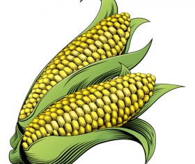 Hand drawn corn vector design 03