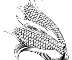 Hand drawn corn vector design 04