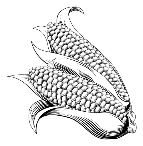 Hand drawn corn vector design 04