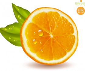 Juicy slice oranges vector set 01