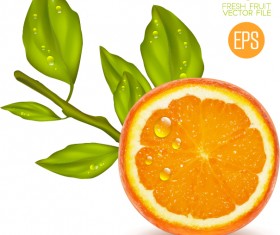 Juicy slice oranges vector set 03