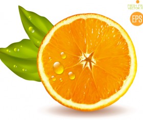 Juicy slice oranges vector set 04