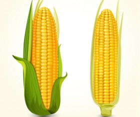Realistic corn design vectors set 01