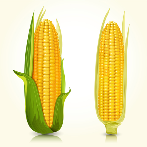 Realistic corn design vectors set 01