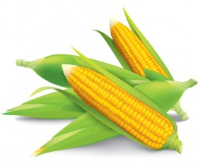 Realistic corn design vectors set 02
