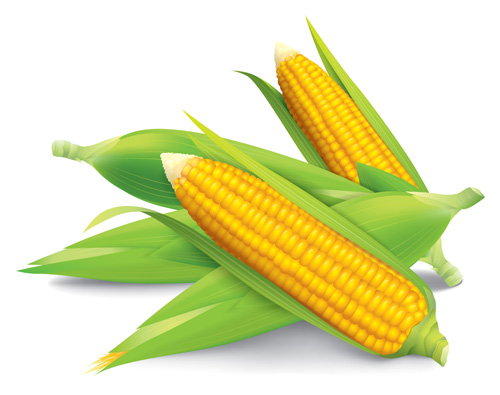 Realistic corn design vectors set 02